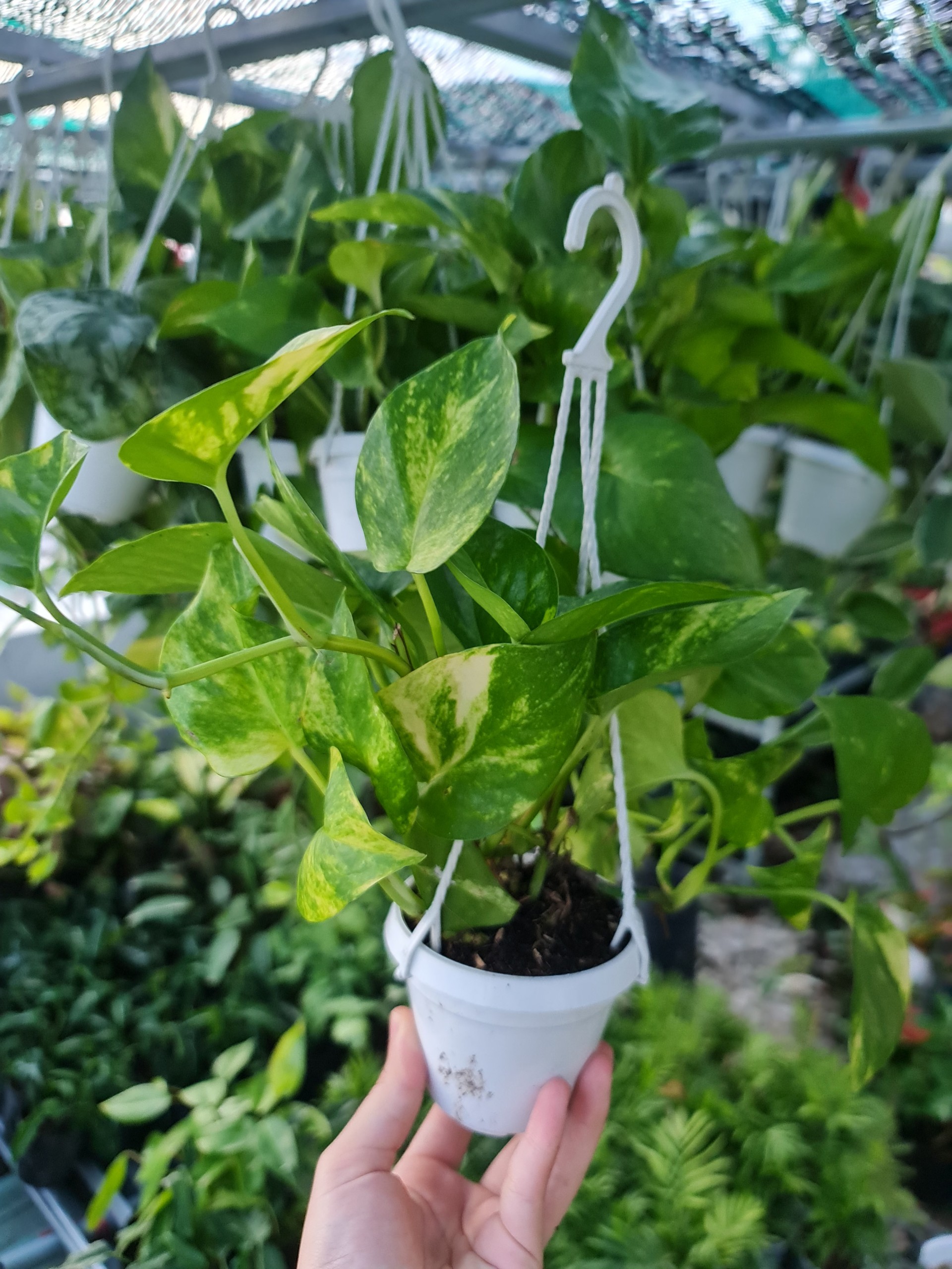 CÂY TRẦU BÀ XANH GIỎ TREO Size Mini, (cao 10cm), cây phong thủy hút tài lộc để bàn mini GIÁ RẺ, lọc không khí, Cây Tươi Nguyên CTN1070