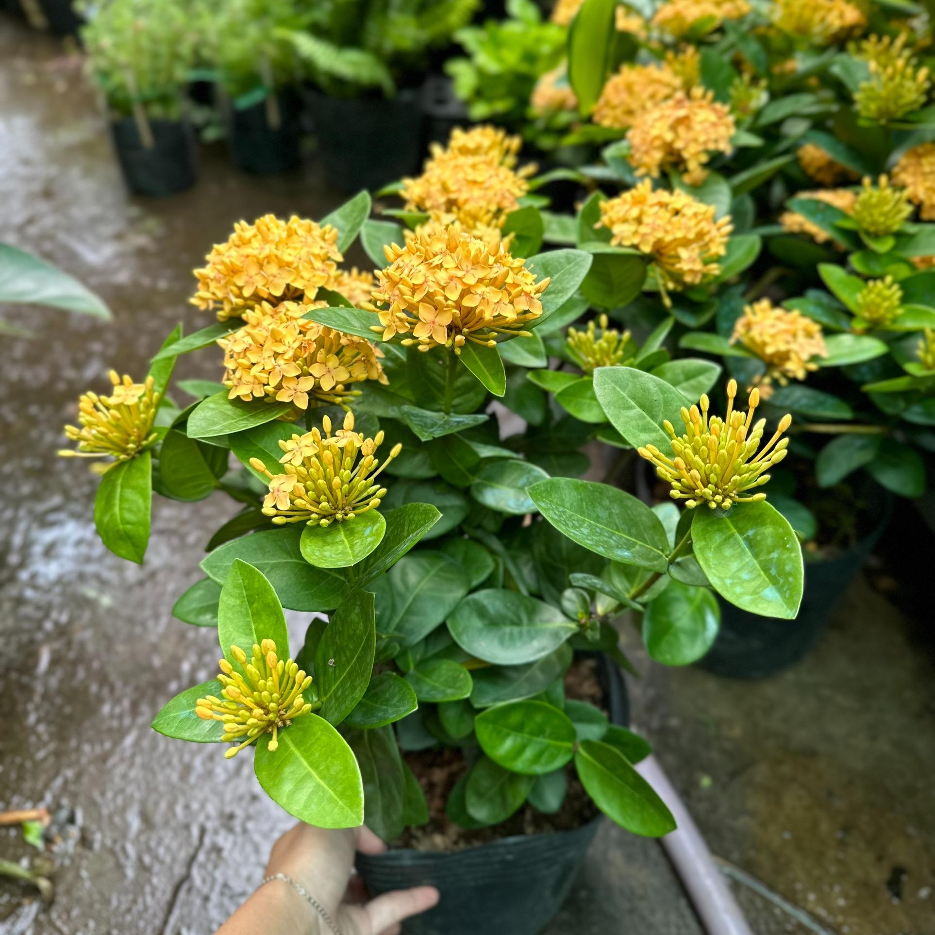 CÂY HOA TRANG CAM ĐÀI LOAN (Mẫu đơn Đài Loan) ,(cao 30cm), Hoa giống cảnh sân vườn, ban công, dễ trồng GIÁ RẺ, Cây Tươi