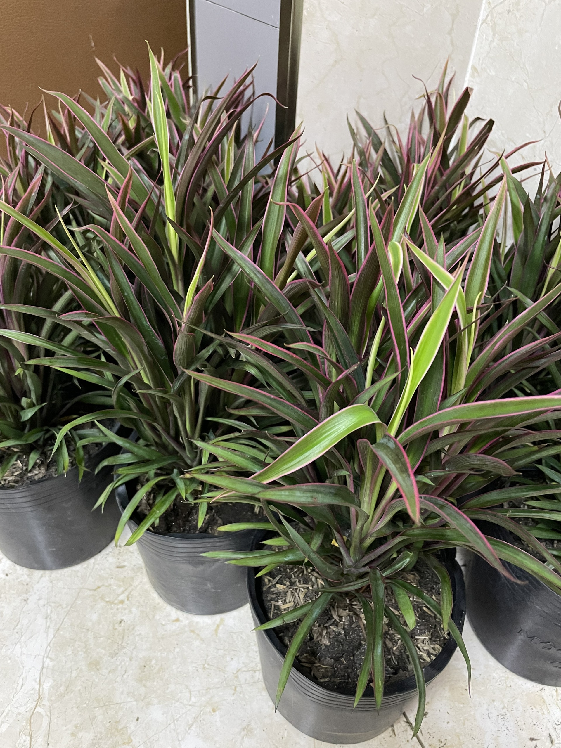 CÂY ÁNH DƯƠNG (HỒNG PHÁT TÀI), (cao 20cm), cây phong thủy hút tài lộc để bàn mini GIÁ RẺ, lọc không khí, Cây Tươi Nguyên CTN1050