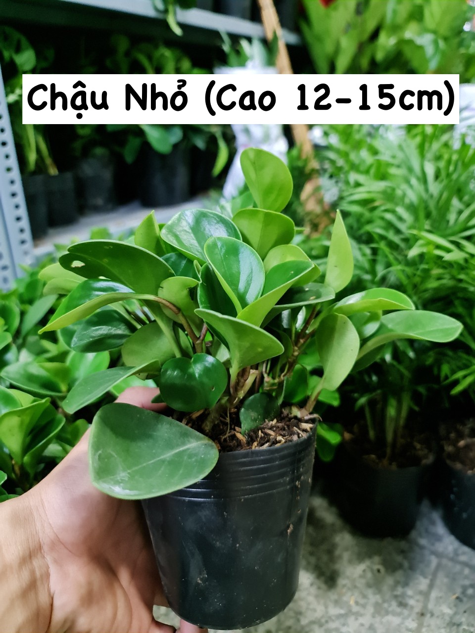[Mua 2 giảm 15K ship] CÂY TRƯỜNG SINH, (cao 12-15cm), cây phong thủy hút tài lộc để bàn mini GIÁ RẺ, lọc không khí, Cây Tươi Nguyên CTN0130