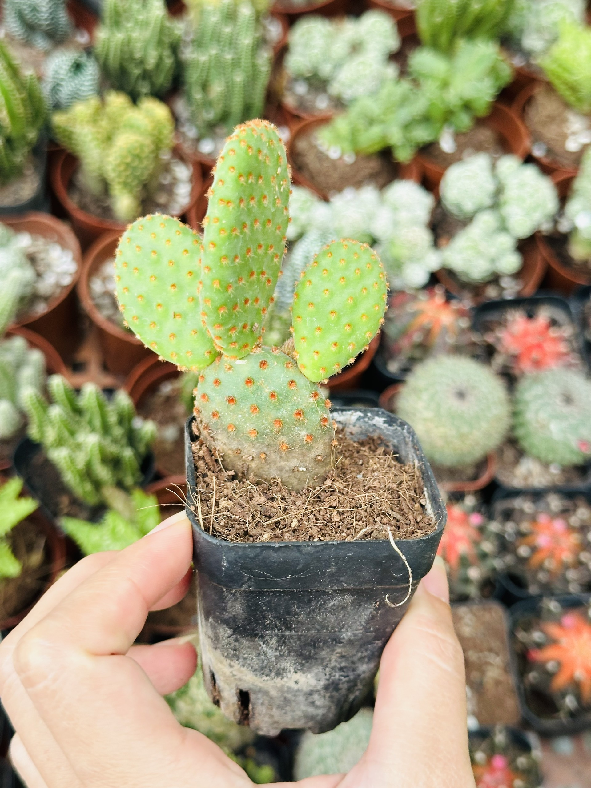 CÂY XƯƠNG RỒNG MINI ĐỒNG GIÁ, Size bé 3~5cm, NHIỀU LOẠI cây trang trí bàn, lọc không khí, dễ trồng, Cây Tươi Nguyên
