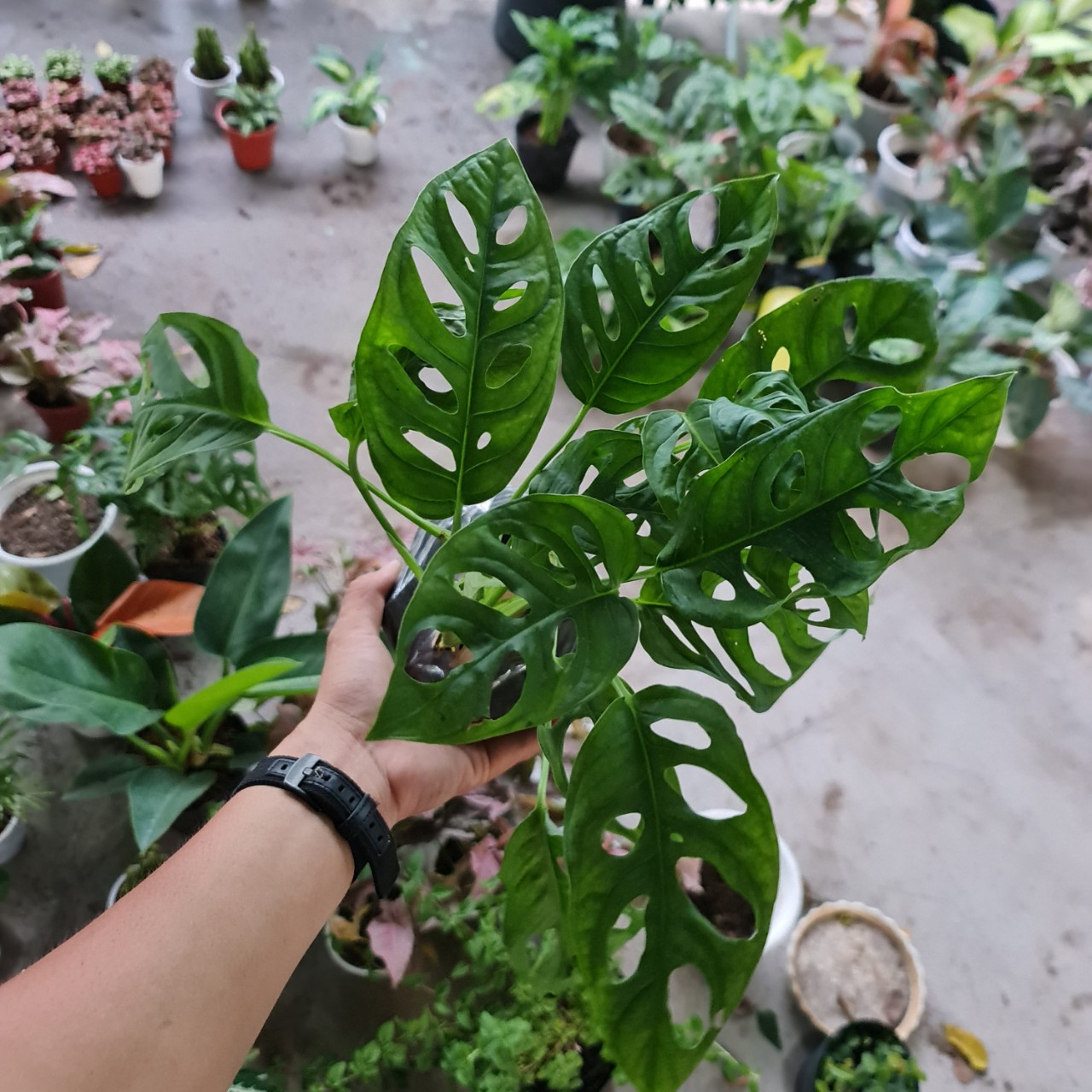 [Mua 2 giảm 15K ship] CÂY TRẦU BÀ LỖ ,(cao 30cm), cây phong thủy hút tài lộc để bàn mini GIÁ RẺ, lọc không khí, Cây Tươi Nguyên CTN0180