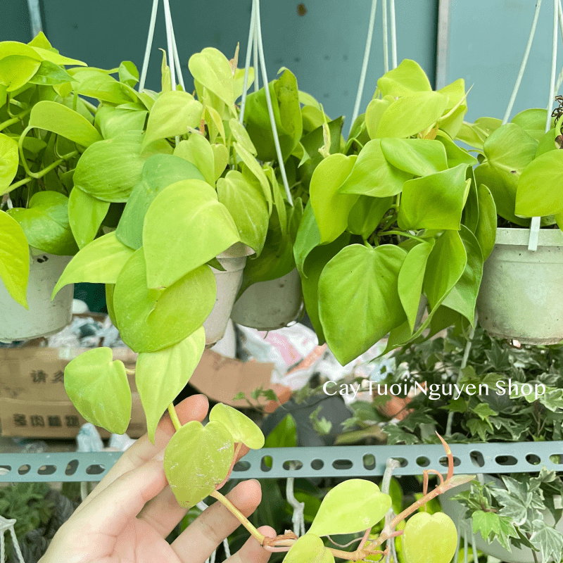 [CHẬU TREO] CÂY TRẦU BÀ LÁ TIM mini ,(cao 10cm), cây cảnh Trong nhà, kiểng lá để bàn, GIÁ RẺ, Cây Tươi Nguyên CTN1452