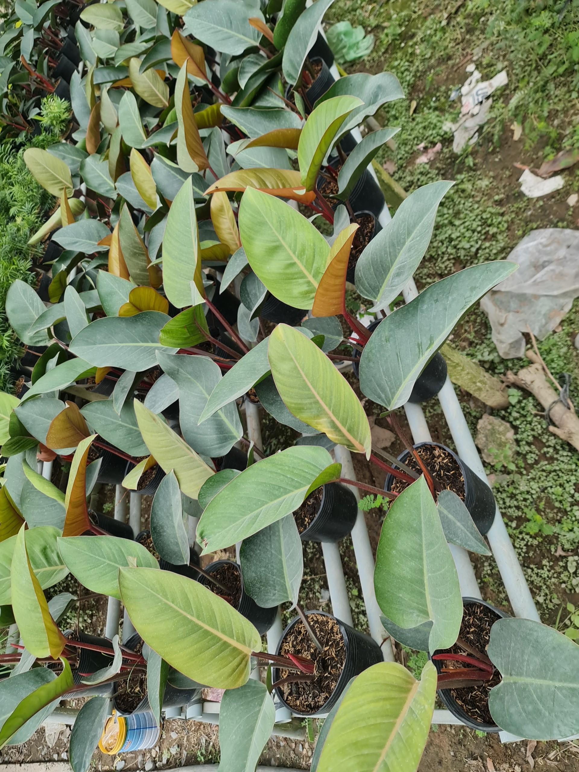 TRẦU BÀ ĐẾ VƯƠNG NÂU, (cao 45cm), cây phong thủy hút tài lộc để bàn mini GIÁ RẺ, lọc không khí, Cây Tươi Nguyên CTN0420