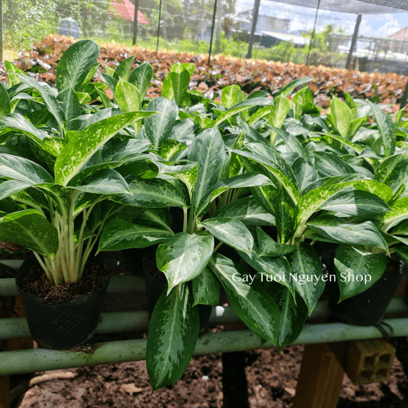 CÂY HUY HOÀNG SIZE NHỎ ĐỂ BÀN ,(cao 25cm), cây cảnh Trong nhà, kiểng lá mini để bàn Văn phòng, GIÁ RẺ, Cây Tươi Nguyên