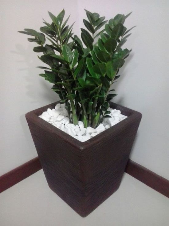 [CHỈ GIAO HCM] CÂY KIM TIỀN SIZE LỚN ,(cao 50cm), cây cảnh Trong nhà, kiểng lá decor, GIÁ RẺ, lọc không khí, Cây Tươi