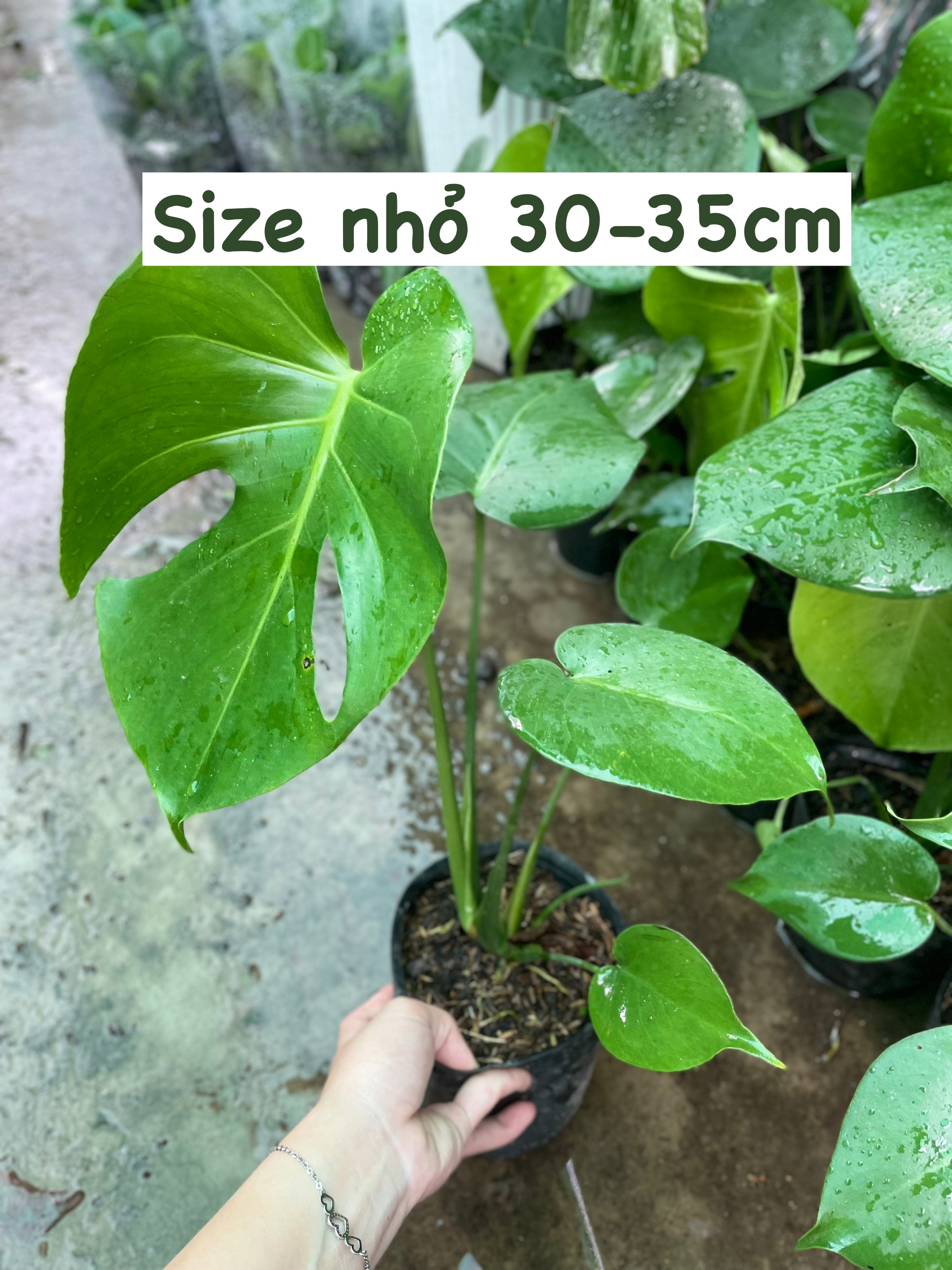 CÂY TRẦU BÀ LÁ XẺ NAM MỸ (MONSTERA) 3 Size,(cao 40-50cm), cây phong thủy hút tài lộc để bàn mini GIÁ RẺ, lọc không khí, Cây Tươi Nguyên CTN0890