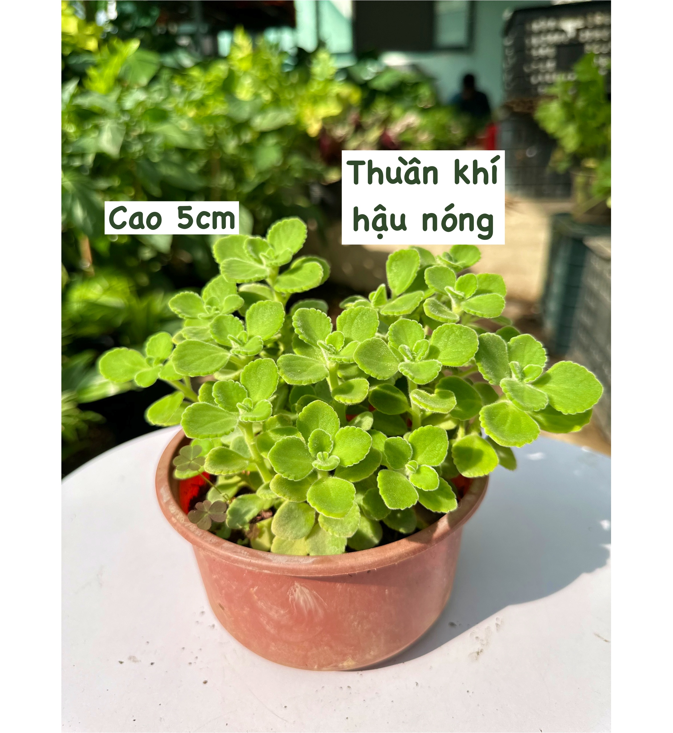 [CHỈ GIAO HCM - GIA VỊ TƯƠI] CÂY GIA VỊ ÂU DỄ TRỒNG TẠI VN, trồng sẵn phát triển ổn định, mùi thơm giá rẻ, cây hương liệu