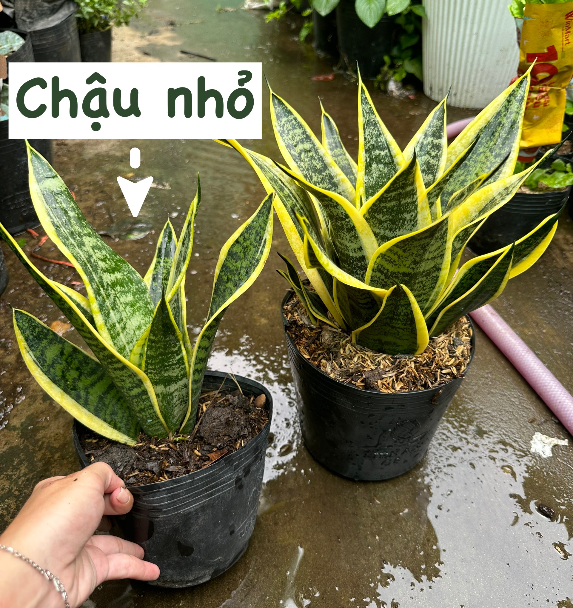 CÂY LƯỠI HỔ THÁI VIỀN VÀNG, (cao 25cm), cây phong thủy hút tài lộc để bàn mini GIÁ RẺ, lọc không khí, Cây Tươi Nguyên CTN0050