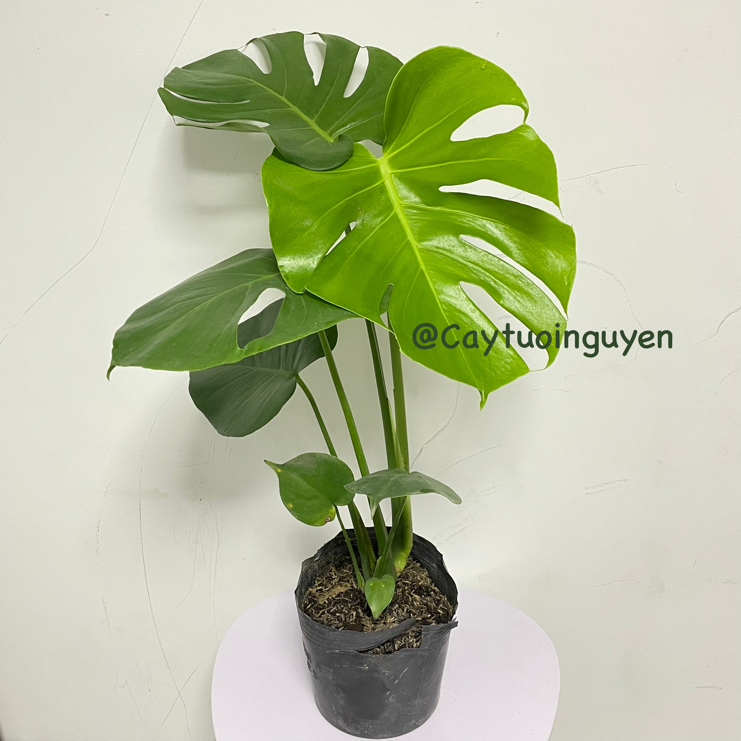 CÂY TRẦU BÀ LÁ XẺ NAM MỸ (MONSTERA) 3 Size,(cao 40-50cm), cây phong thủy hút tài lộc để bàn mini GIÁ RẺ, lọc không khí, Cây Tươi Nguyên CTN0890