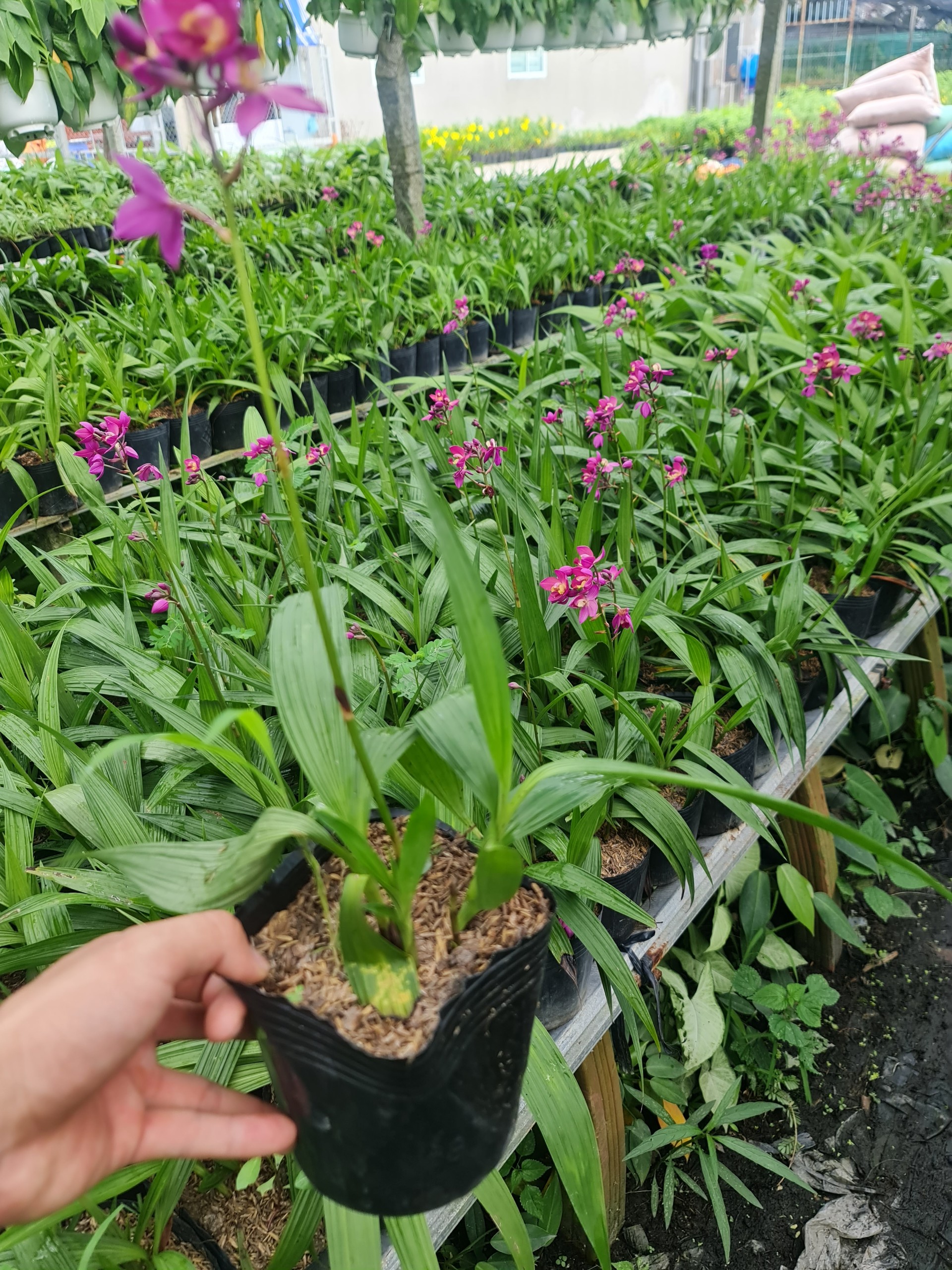 CÂY HOA ĐỊA LAN TÍM ,(cao 15cm), Cây cảnh, dễ trồng GIÁ RẺ, nở quanh năm, Cây Tươi Nguyên CTN0590