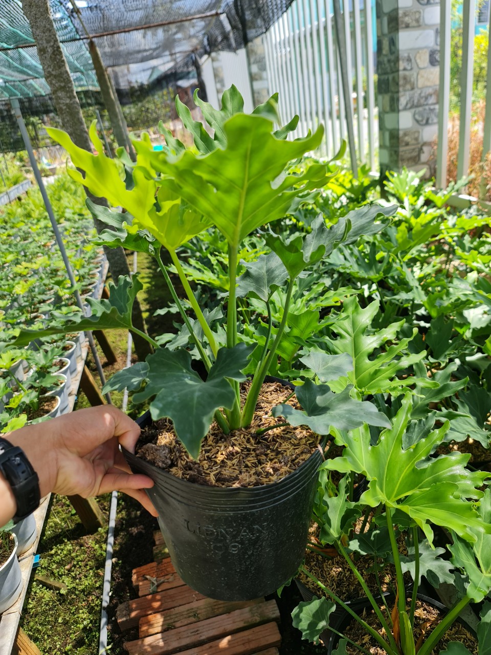 CÂY TRẦU BÀ THANH XUÂN 2 Size, cây phong thủy hút tài lộc để bàn mini GIÁ RẺ, lọc không khí, Cây Tươi Nguyên CTN0190