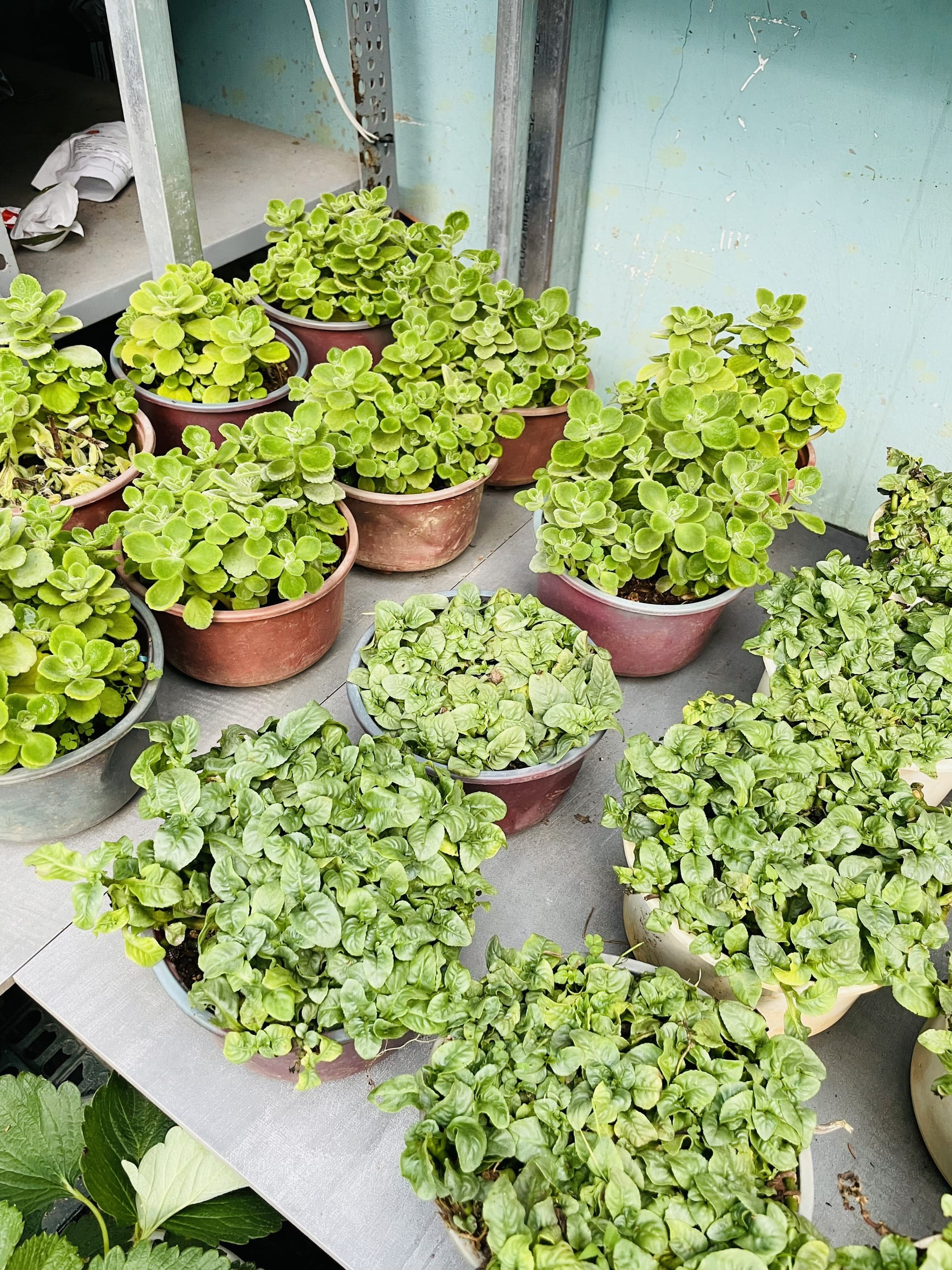 [CHỈ GIAO HCM - GIA VỊ TƯƠI] CÂY GIA VỊ ÂU DỄ TRỒNG TẠI VN, trồng sẵn phát triển ổn định, mùi thơm giá rẻ, cây hương liệu