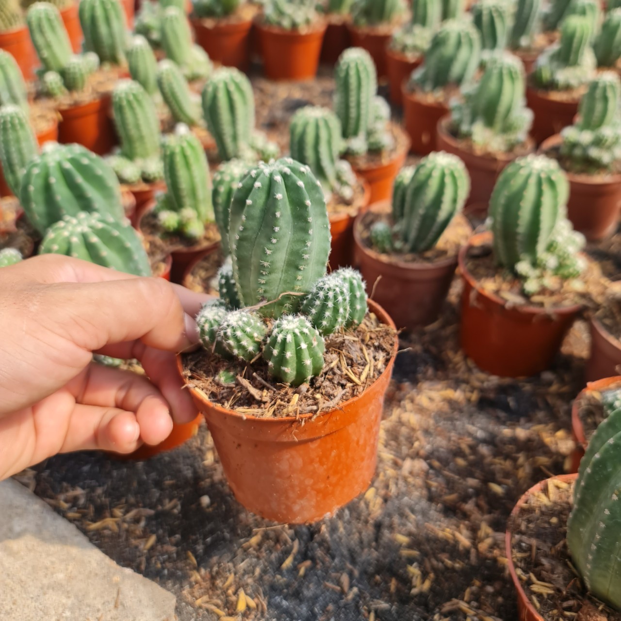 CÂY XƯƠNG RỒNG ECHINO, (cao 7cm), cây phong thủy hút tài lộc để bàn mini GIÁ RẺ, lọc không khí, Cây Tươi Nguyên CTN0620