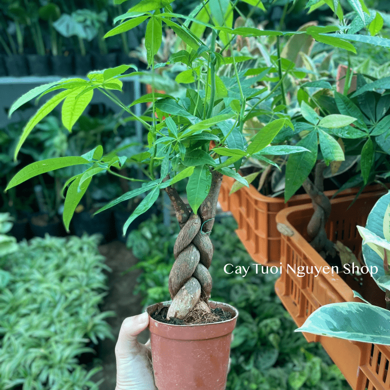 CÂY KIM NGÂN THÂN XOẮN, (cao 25cm), cây cảnh Trong nhà, kiểng lá mini để bàn Văn phòng đẹp, GIÁ RẺ, Cây Tươi Nguyên