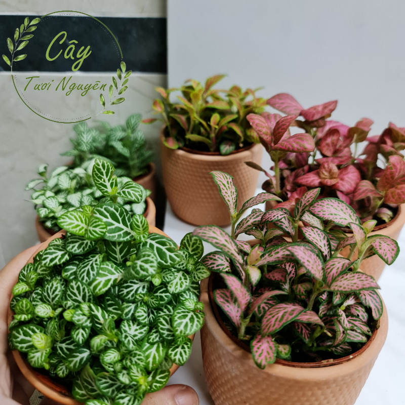 [Mua 2 giảm 15K ship] CÂY CẨM NHUNG FITTONIA (cây may mắn), (cao 5cm), cây phong thủy hút tài lộc để bàn mini GIÁ RẺ, lọc không khí, Cây Tươi Nguyên CTN0140