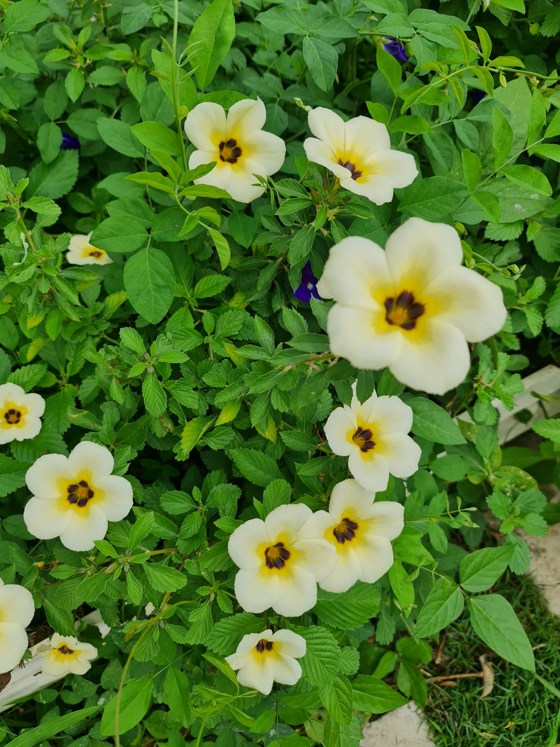 CÂY HOA DỪA KEM, (cao 20cm), Cây cảnh, dễ trồng GIÁ RẺ, nở quanh năm, Cây Tươi Nguyên CTN0270