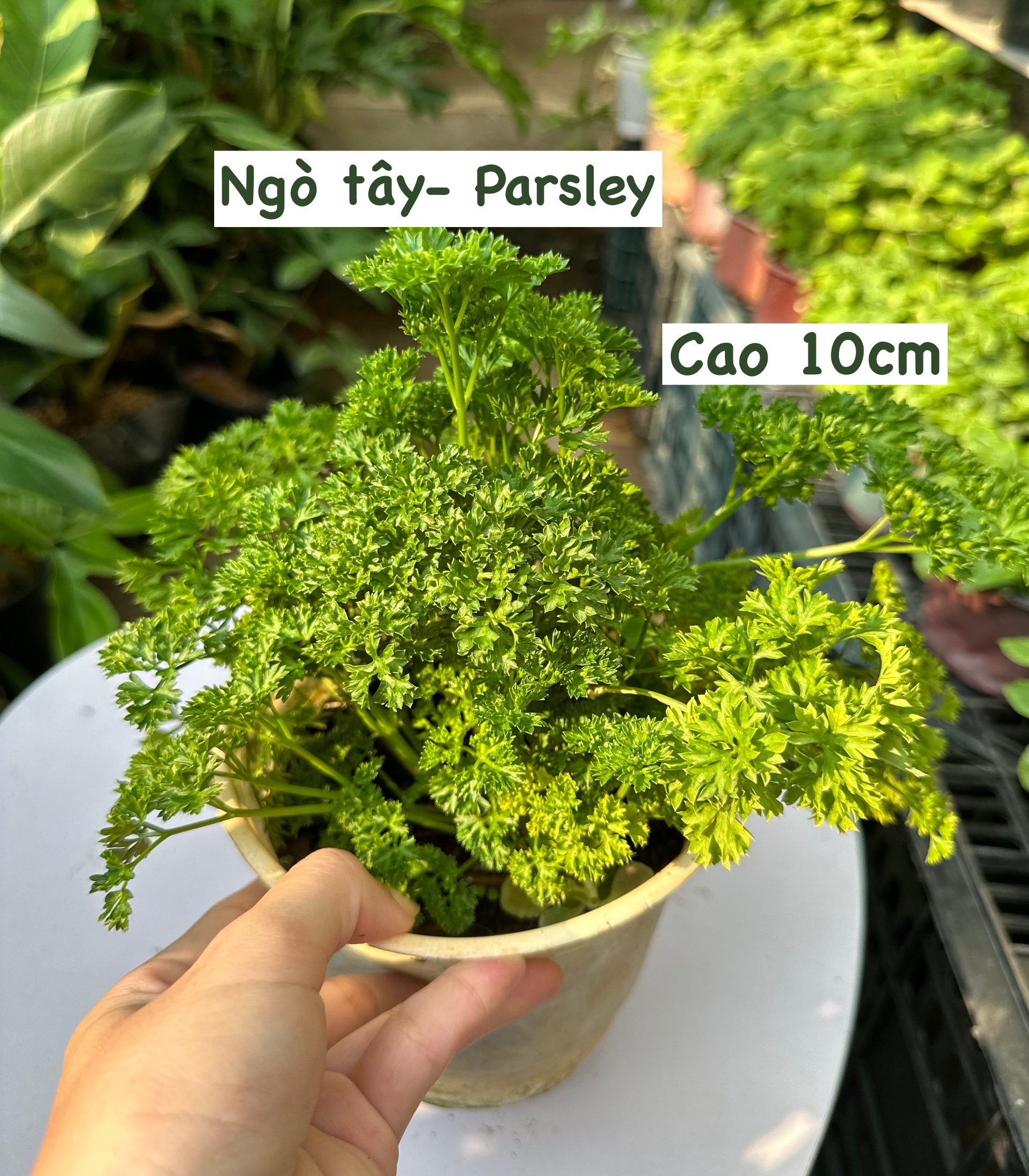 [CHỈ GIAO HCM - GIA VỊ TƯƠI] CÂY GIA VỊ ÂU DỄ TRỒNG TẠI VN, trồng sẵn phát triển ổn định, mùi thơm giá rẻ, cây hương liệu
