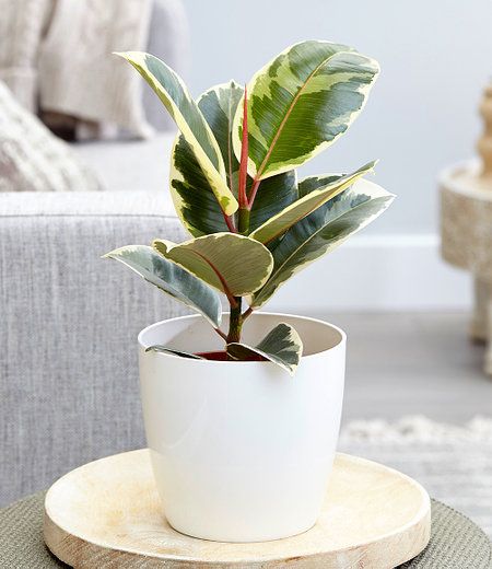 CÂY ĐA ?BÚP ĐỎ CẨM THẠCH VAR ,(cao 20cm), cây cảnh Trong nhà, kiểng lá mini để bàn đẹp, GIÁ RẺ, Cây Tươi Nguyên CTN1455