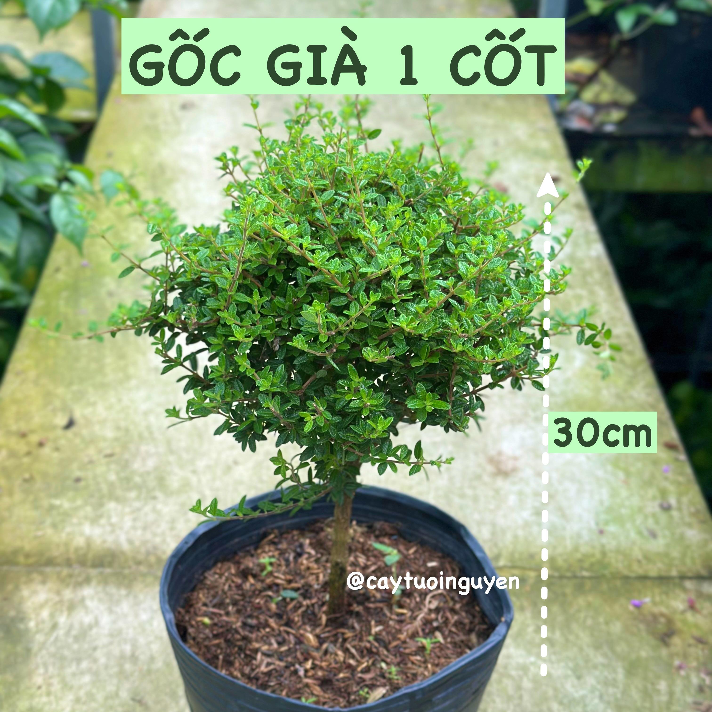 [CHỈ GIAO MIỀN NAM] CÂY HÀM HƯƠNG (cao 5cm), cây cực thơm mùi cam quýt pha mật ong và vani, dùng để ướp trà & cây gia vị nấu ăn, trồng chậu nhựa phát triển ổn đinh, Cây Tươi Nguyên