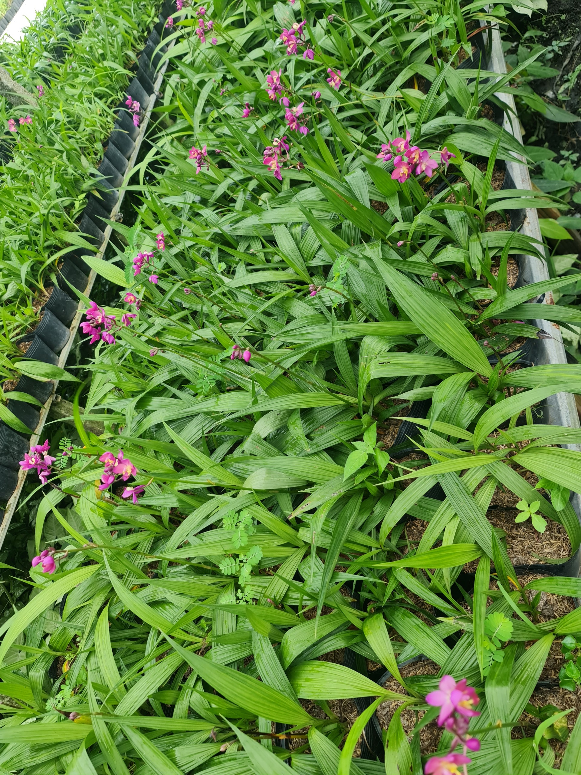 CÂY HOA ĐỊA LAN TÍM ,(cao 15cm), Cây cảnh, dễ trồng GIÁ RẺ, nở quanh năm, Cây Tươi Nguyên CTN0590