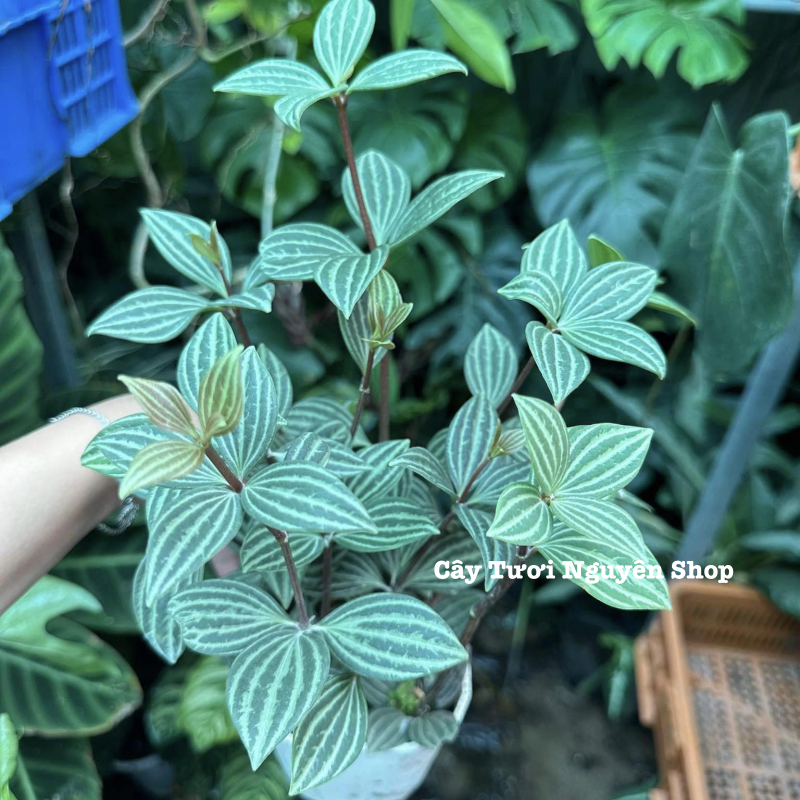 CÂY BÌNH AN ,(cao 15cm), cây cảnh Trong nhà, kiểng lá mini để bàn Văn phòng đẹp, GIÁ RẺ, lọc không khí, Cây Tươi Nguyên CTN1551