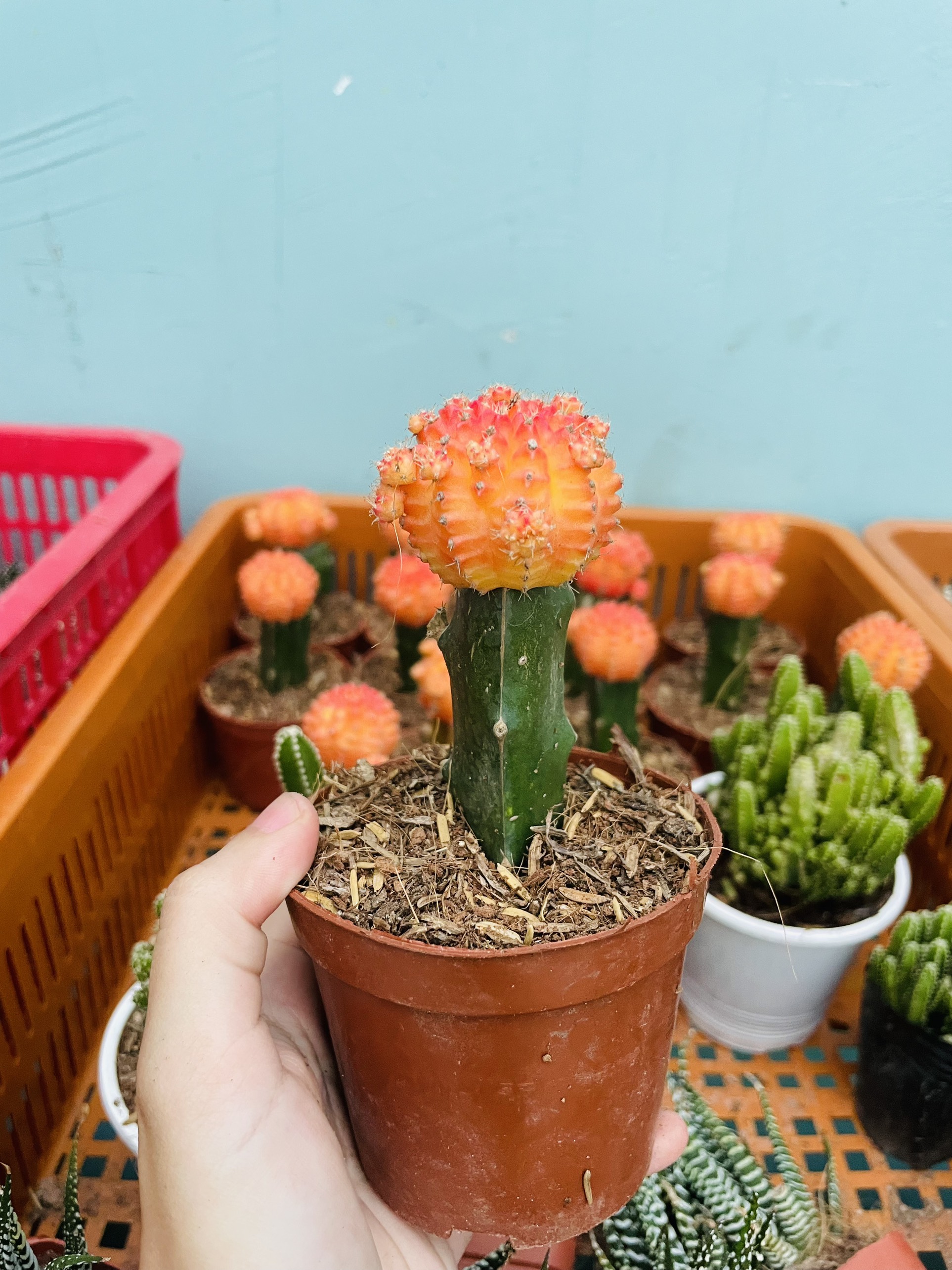 CÂY XƯƠNG RỒNG MINI ĐỒNG GIÁ, Size bé 3~5cm, NHIỀU LOẠI cây trang trí bàn, lọc không khí, dễ trồng, Cây Tươi Nguyên