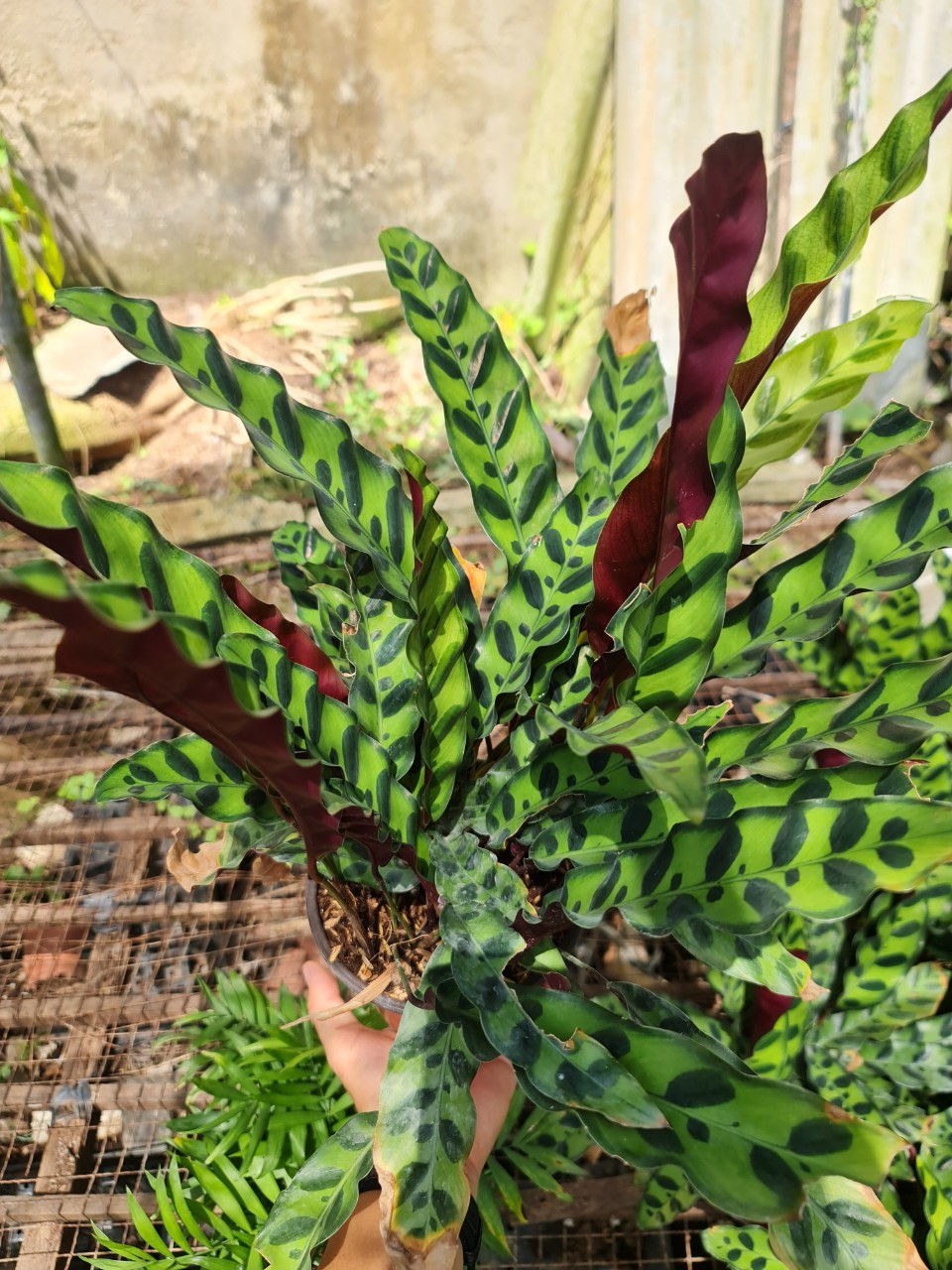 CÂY ĐUÔI PHỤNG ĐỎ, (cao 35cm), cây phong thủy hút tài lộc để bàn mini GIÁ RẺ, lọc không khí, Cây Tươi Nguyên CTN0030