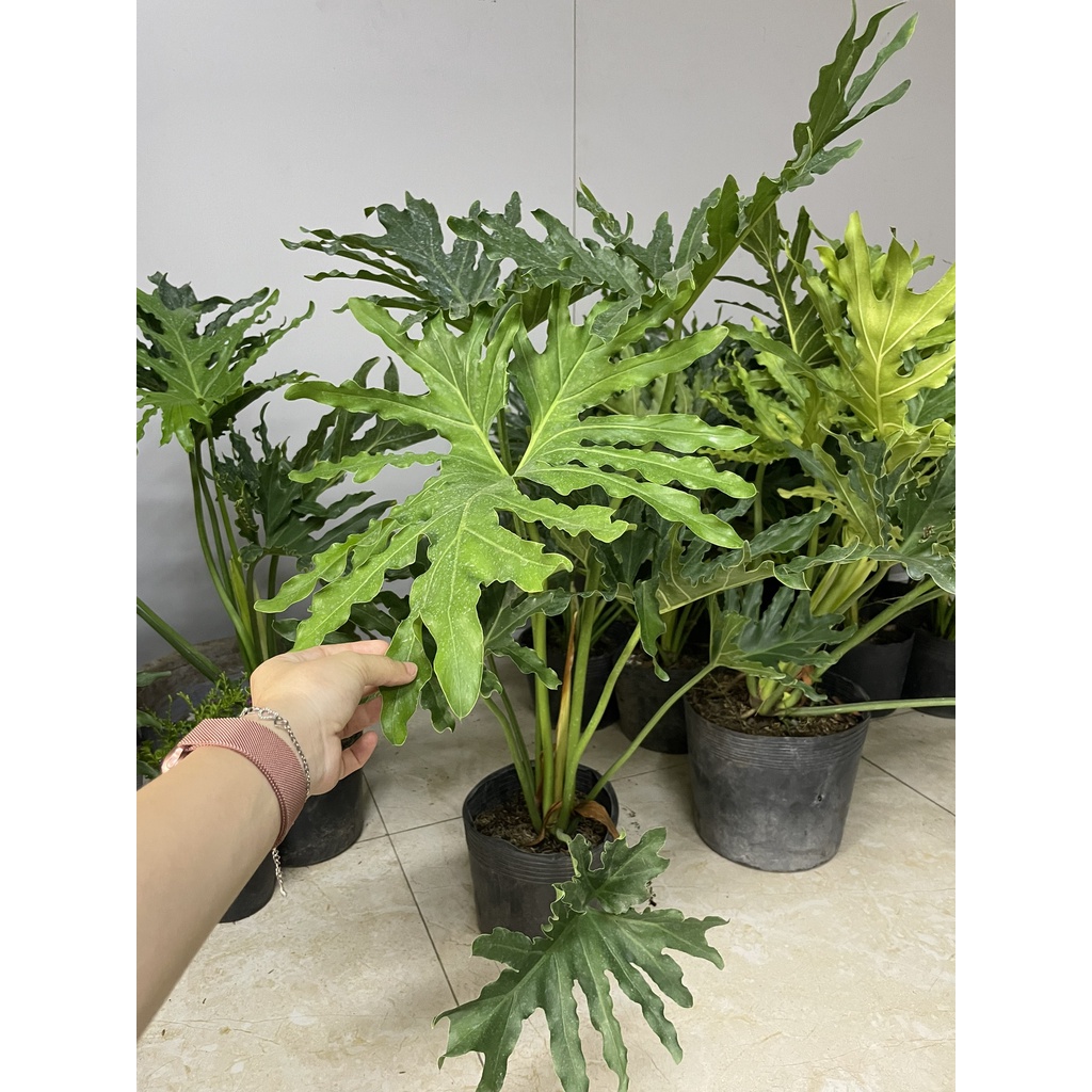 CÂY TRẦU BÀ THANH XUÂN 2 Size, cây phong thủy hút tài lộc để bàn mini GIÁ RẺ, lọc không khí, Cây Tươi Nguyên CTN0190