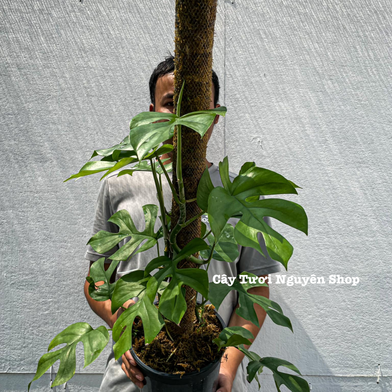 [CHỈ GIAO HOẢ TỐC] CÂY MONSTERA LEO TRƯỞNG THÀNH- SẴN TRỤ ,(cao 80-100cm), cây cảnh decor, cây trang trí nhà nội thất, khoẻ đẹp, GIÁ RẺ, lọc không khí, Cây Tươi Nguyên CTN1549