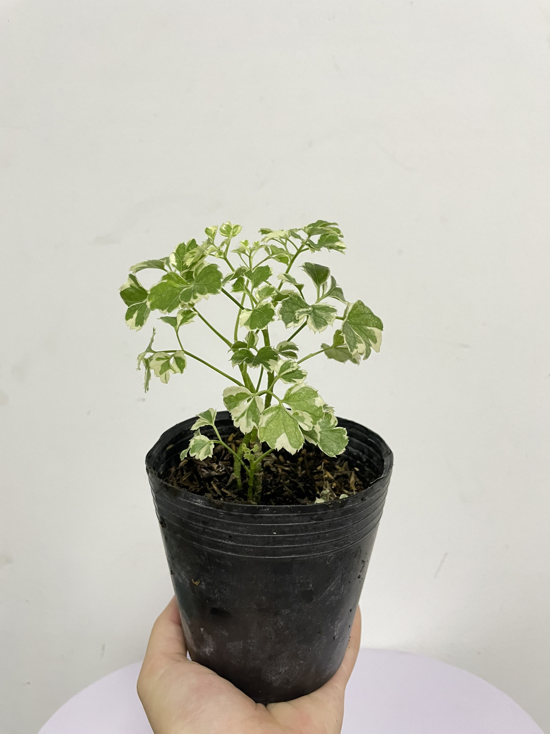 CÂY ĐINH LĂNG CẨM THẠCH, (cao 10cm), cây phong thủy hút tài lộc để bàn mini GIÁ RẺ, lọc không khí, Cây Tươi Nguyên CTN1040