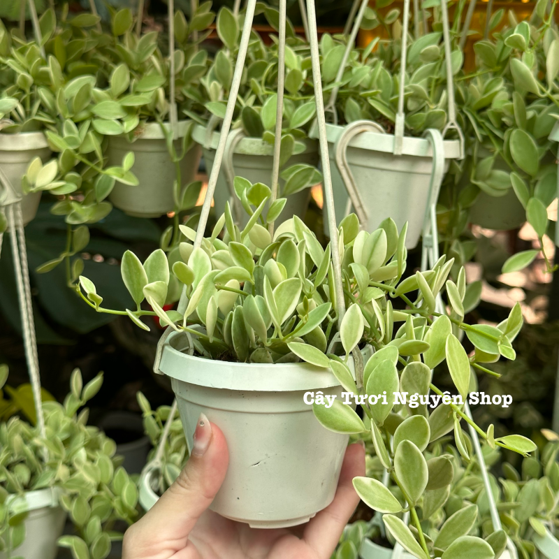 [CHẬU TREO] CÂY LAN HẠT DƯA CẨM THẠCH ,(cao 5cm), cây cảnh Trong nhà, kiểng lá mini để bàn Văn phòng đẹp, GIÁ RẺ, lọc không khí, Cây Tươi Nguyên CTN1519