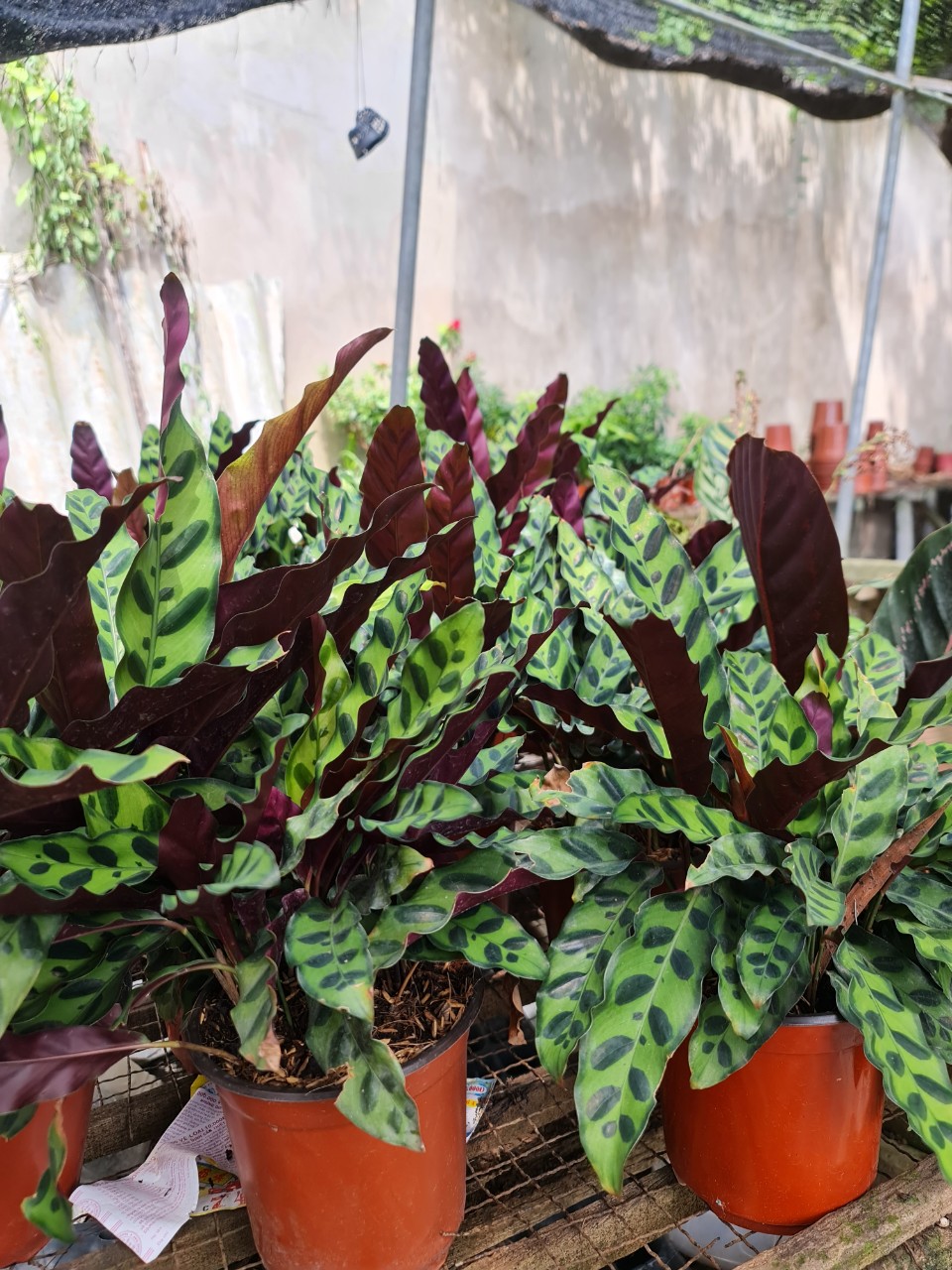 CÂY ĐUÔI PHỤNG ĐỎ, (cao 35cm), cây phong thủy hút tài lộc để bàn mini GIÁ RẺ, lọc không khí, Cây Tươi Nguyên CTN0030