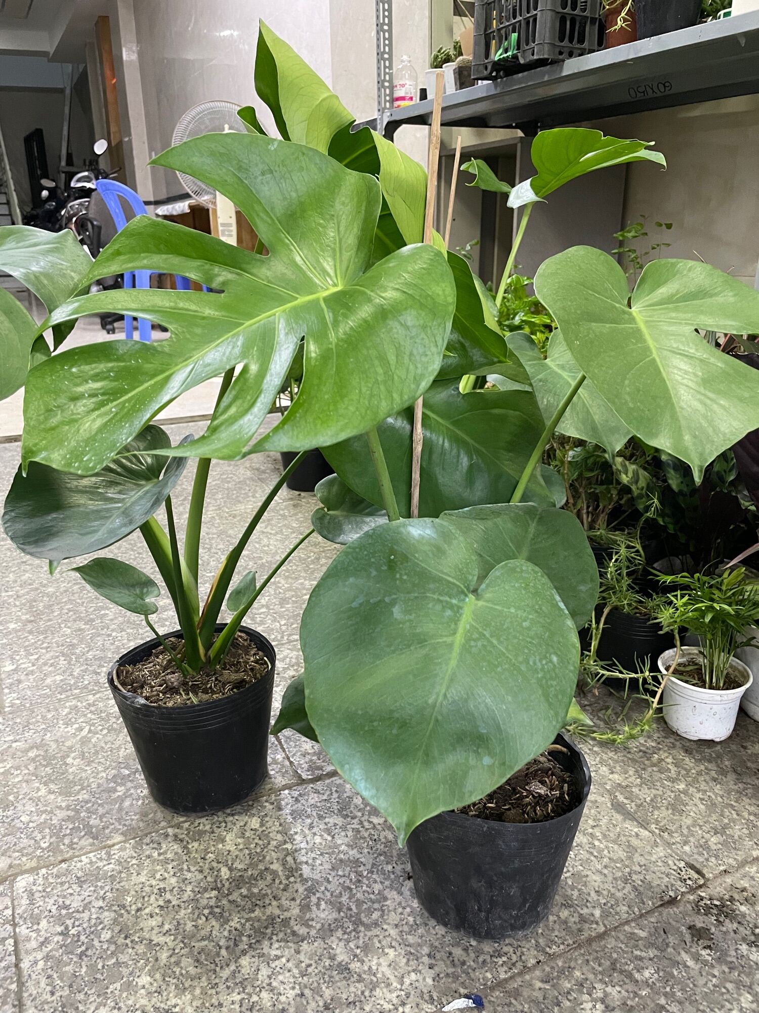 CÂY TRẦU BÀ LÁ XẺ NAM MỸ (MONSTERA) 3 Size,(cao 40-50cm), cây phong thủy hút tài lộc để bàn mini GIÁ RẺ, lọc không khí, Cây Tươi Nguyên CTN0890