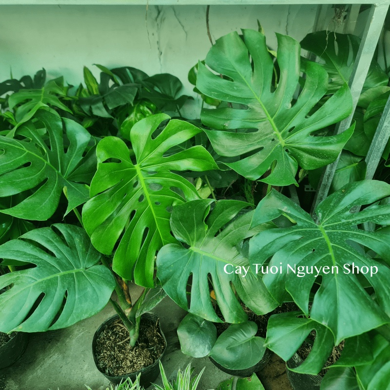 [CHỈ GIAO HOẢ TỐC] CÂY TRẦU BÀ LÁ XẺ NAM MỸ MONSTERA SIZE LỚN, (cao 70-80cm), cây cảnh Decor Trong nhà, Cây Tươi Nguyên
