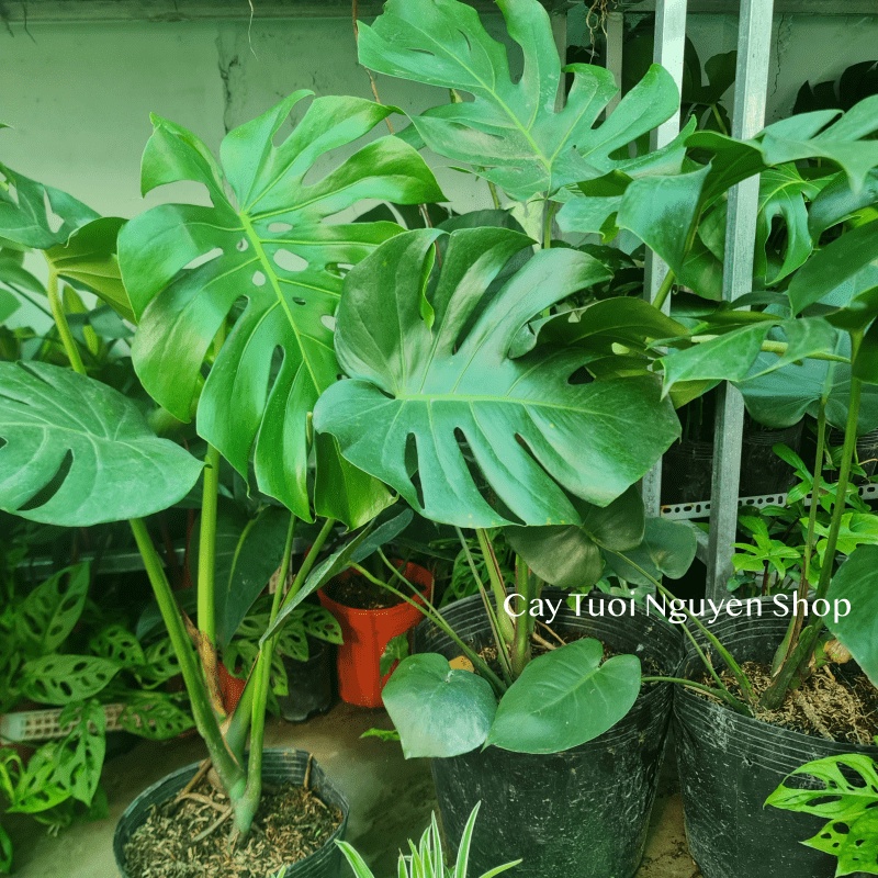 [CHỈ GIAO HOẢ TỐC] CÂY TRẦU BÀ LÁ XẺ NAM MỸ MONSTERA SIZE LỚN, (cao 70-80cm), cây cảnh Decor Trong nhà, Cây Tươi Nguyên