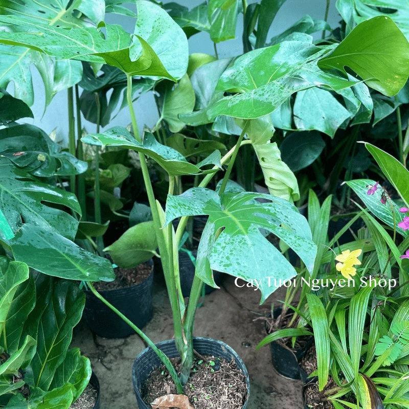 [CHỈ GIAO HOẢ TỐC] CÂY TRẦU BÀ LÁ XẺ NAM MỸ MONSTERA SIZE LỚN, (cao 70-80cm), cây cảnh Decor Trong nhà, Cây Tươi Nguyên