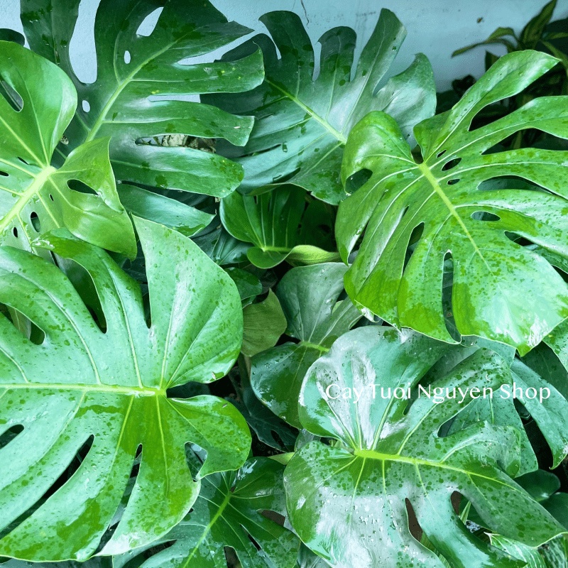 [CHỈ GIAO HOẢ TỐC] CÂY TRẦU BÀ LÁ XẺ NAM MỸ MONSTERA SIZE LỚN, (cao 70-80cm), cây cảnh Decor Trong nhà, Cây Tươi Nguyên