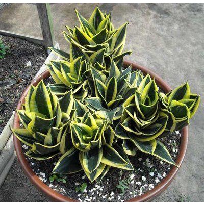 CÂY LƯỠI HỔ BÚP SEN, (cao 10cm), Màu Vàng cây cảnh Trong nhà, kiểng lá mini để bàn Văn phòng đẹp, GIÁ RẺ, Cây Tươi Nguyên