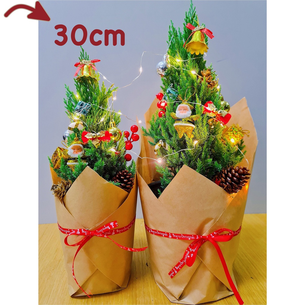 [GIAO HOẢ TỐC] CÂY SƠN TÙNG, (cao 30-40cm), cây Noel mini, cây Noel thật để bàn, cây Giáng sinh, Cây Tươi Nguyên CTN0720