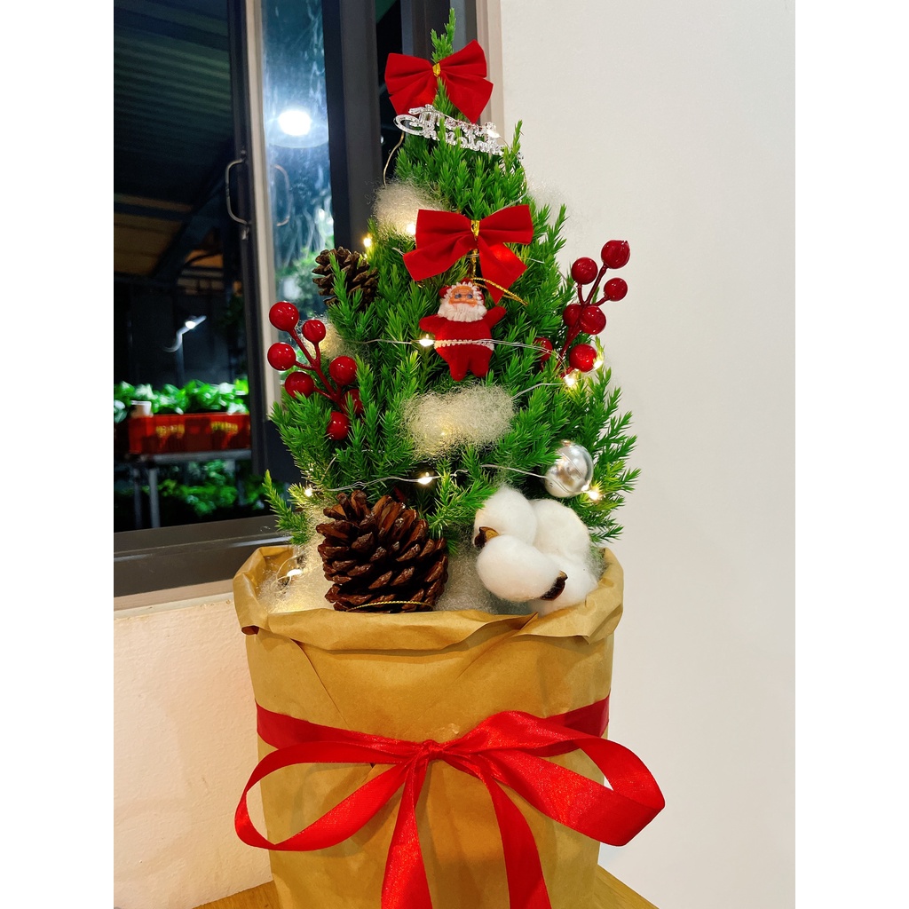 [GIAO HOẢ TỐC] CÂY SƠN TÙNG, (cao 30-40cm), cây Noel mini, cây Noel thật để bàn, cây Giáng sinh, Cây Tươi Nguyên CTN0720
