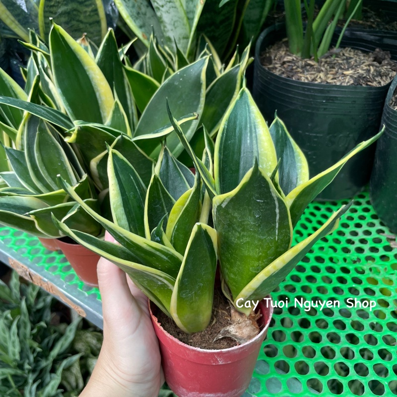 CÂY LƯỠI HỔ BÚP SEN, (cao 10cm), Màu Vàng cây cảnh Trong nhà, kiểng lá mini để bàn Văn phòng đẹp, GIÁ RẺ, Cây Tươi Nguyên