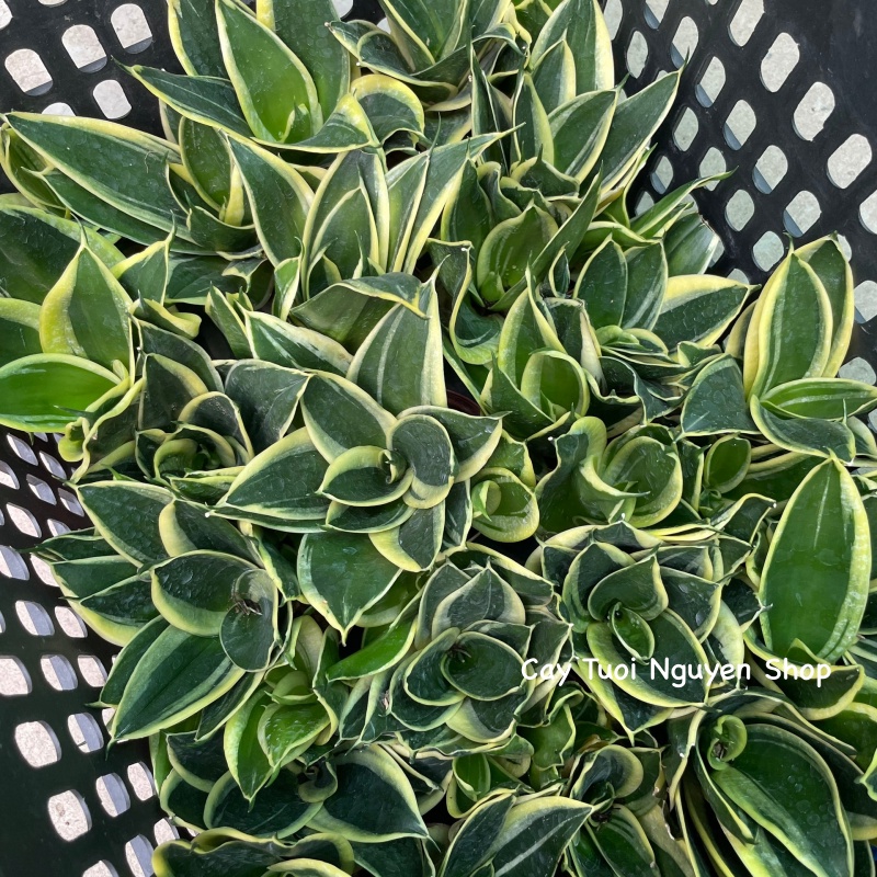 CÂY LƯỠI HỔ BÚP SEN, (cao 10cm), Màu Vàng cây cảnh Trong nhà, kiểng lá mini để bàn Văn phòng đẹp, GIÁ RẺ, Cây Tươi Nguyên