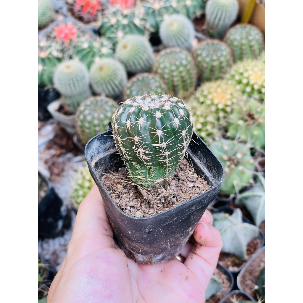 CÂY XƯƠNG RỒNG MINI ĐỒNG GIÁ, Size bé 3~5cm, NHIỀU LOẠI cây trang trí bàn, lọc không khí, dễ trồng, Cây Tươi Nguyên