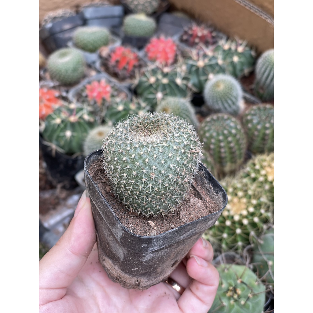 CÂY XƯƠNG RỒNG MINI ĐỒNG GIÁ, Size bé 3~5cm, NHIỀU LOẠI cây trang trí bàn, lọc không khí, dễ trồng, Cây Tươi Nguyên