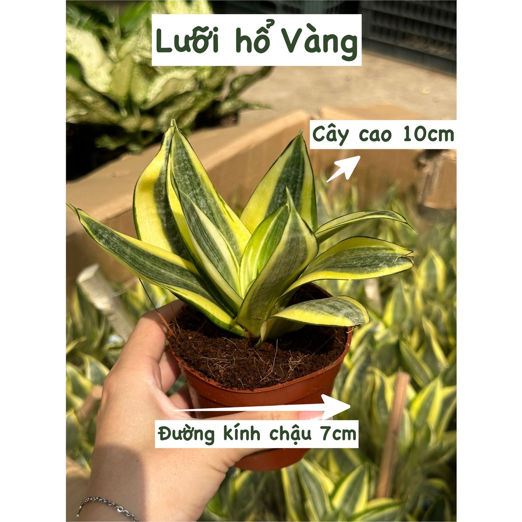 CÂY LƯỠI HỔ BÚP SEN, (cao 10cm), Màu Vàng cây cảnh Trong nhà, kiểng lá mini để bàn Văn phòng đẹp, GIÁ RẺ, Cây Tươi Nguyên