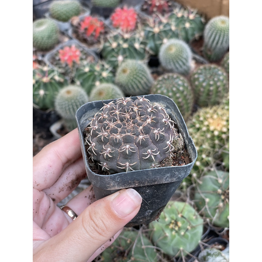 CÂY XƯƠNG RỒNG MINI ĐỒNG GIÁ, Size bé 3~5cm, NHIỀU LOẠI cây trang trí bàn, lọc không khí, dễ trồng, Cây Tươi Nguyên