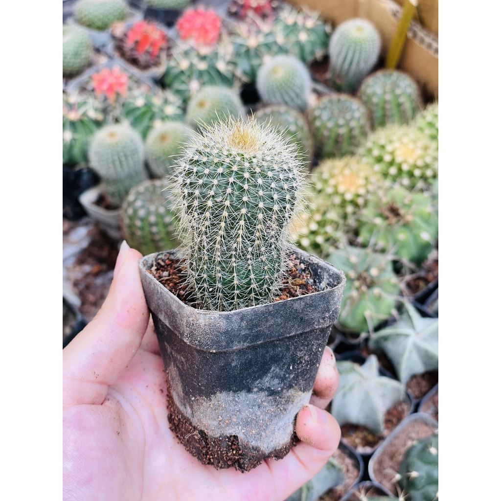 CÂY XƯƠNG RỒNG MINI ĐỒNG GIÁ, Size bé 3~5cm, NHIỀU LOẠI cây trang trí bàn, lọc không khí, dễ trồng, Cây Tươi Nguyên