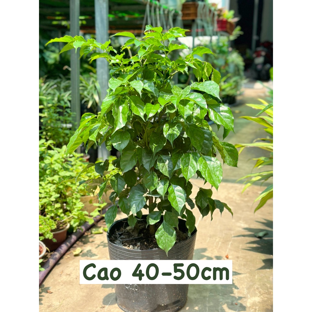 [CHỈ GIAO HCM] CÂY HẠNH PHÚC ,(cao 50cm), cây cảnh Trong nhà, kiểng lá decor đẹp, GIÁ RẺ, lọc không khí, Cây Tươi Nguyên