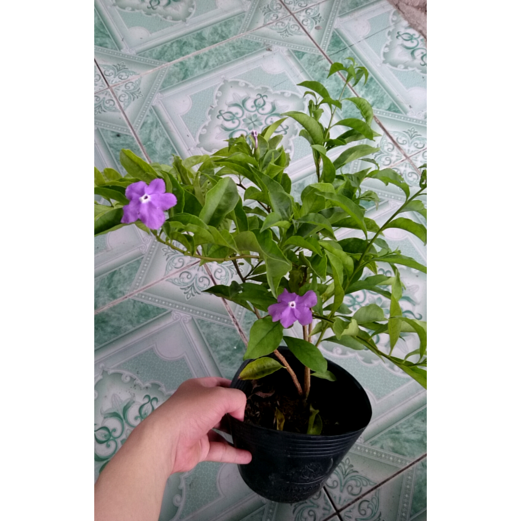 CÂY HOA LÀI NHẬT, Hoa ĐỔI MÀU, HOA THƠM ,(cao 25cm), Hoa giống cảnh sân vườn, ban công, dễ trồng GIÁ RẺ, nở quanh năm, C